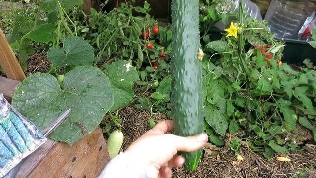 Как использовать большие огурцы. Как использовать большие огурцы