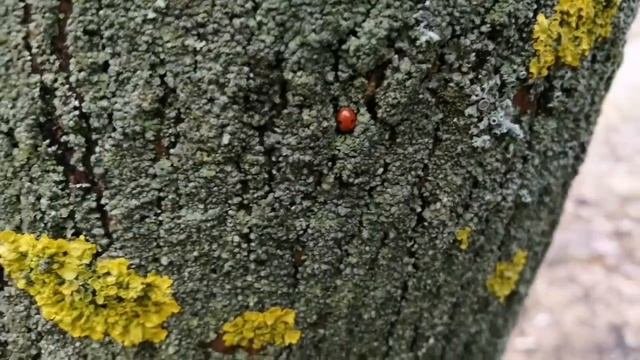 Первые весенние насекомые