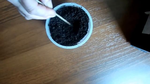 Сеянцы абрикосов и персиков Работа над ошибками смотреть онлайн