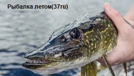 Ловля щуки на живца в июле в жару