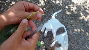 Прививка почкой когда делать оптимальные сроки