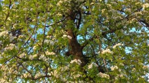 Груша цветёт! "А во дворе расцвела ароматная груша..."