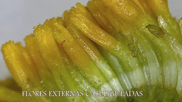 SANTOLINA CHAMAECYPARISSUS Y REMEDIOS NATURALES
