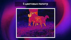 Обзор на тепловизионный прицел iRay Tube TH 50 v2. Комплектация, управление, изображение