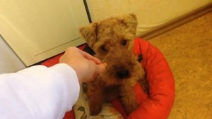 Слепая собака. Жизнь слепой собаки.
