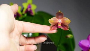 Aзиатские орхидеи, Lea Marie Salazar, Bear Queen, Miki Java Impaire, Mituo King 'Big Pink'.