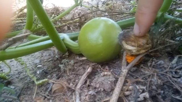 Почему не завязываются плоды тыквы? Решение проблемы. Искусственное опыление тыквы смотреть онлайн