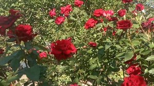 Роза Блэк Мэджик.Одна из красивейших роз.Прлучила награду  Золотая роза.