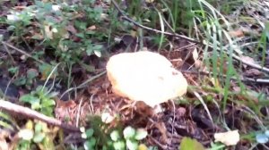 Собираем грибы в Тюмени и тюменской области Красноголовики или подосиновики