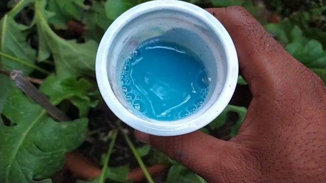 Rainy Season Care of Gerbera Flower Plant 🌧 मॉनसून में जरबेरा का देखभाल смотреть онлайн