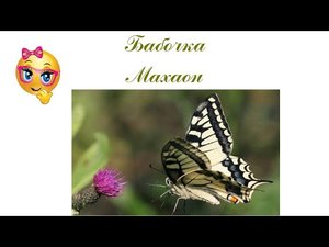 Бабочка Махаон Самая красивая бабочка.mp4