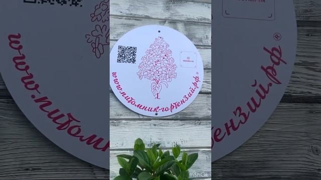Гортензия Hydrangea Living Little Rosy®Живая Маленькая Роза®Литтл Рози. Новинка от Алекса Шумейкера