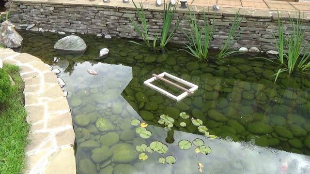 Пруд на даче с карпами кои своими руками. смотреть онлайн