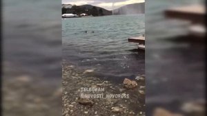 Нерест в озере Абрау сейчас 27.01.2021. Лов рыбы запрещен!