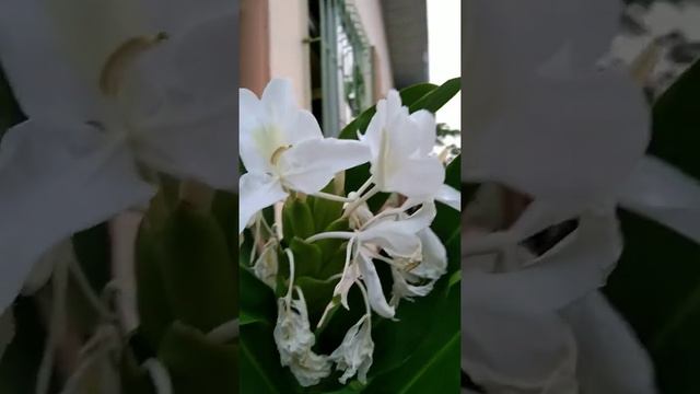 Beautiful flowers from Camia/Hedychium philippinense K. Schum.