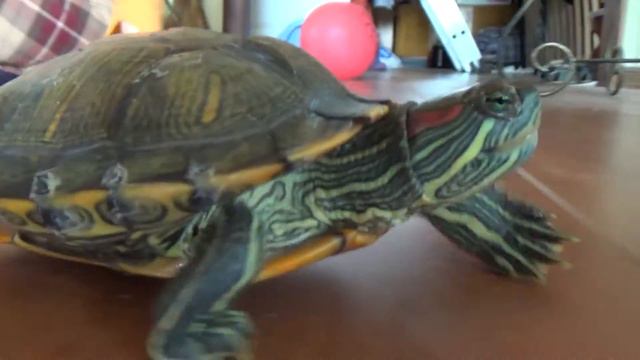 Погоня за  черепахой :) смотреть онлайн