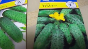 Семена японские, голландские, английские и другие... Где купила огурцы Доломит и Монолит