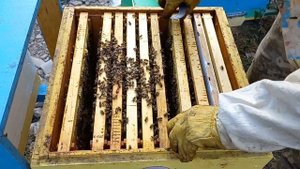 Сборка гнезда в зиму на 4 различных примерах