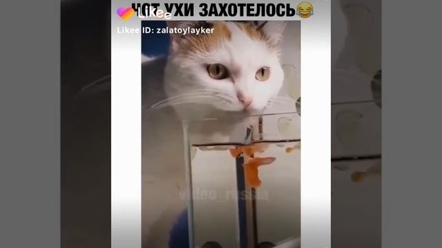 кот пьет из аквариума