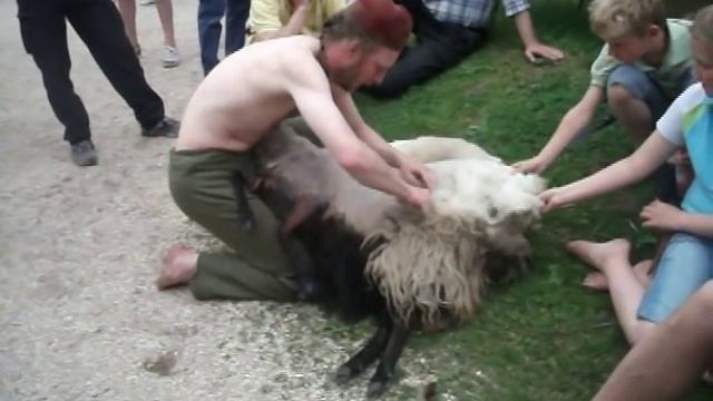 Как нужно стричь овцу:-) смотреть онлайн