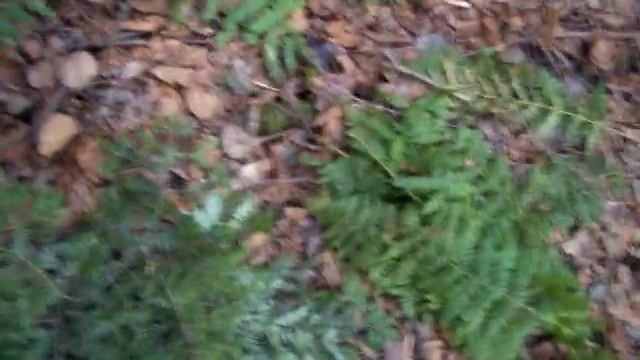 Outdoor Survival: Smoke Signals смотреть онлайн