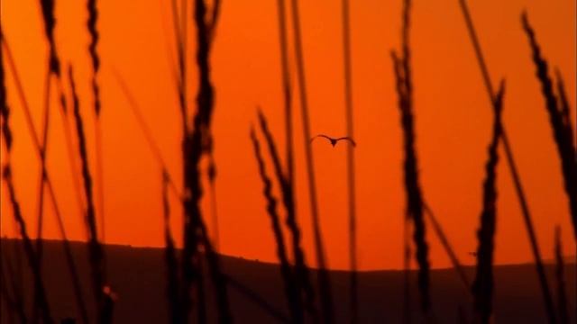 Природа, птица, лес, река. Стоковое видео. смотреть онлайн