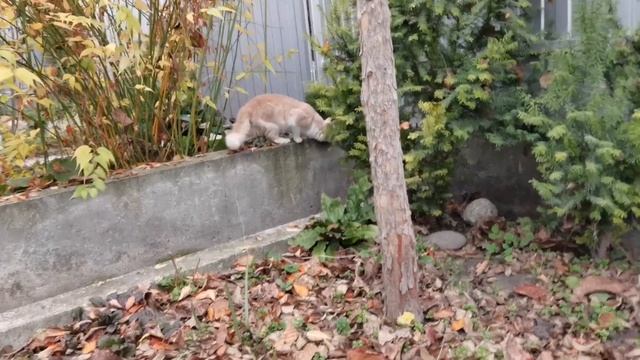 01.11.21. Наши руки не для скуки, бетонные работы и гостья в саду. смотреть онлайн