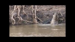 3 видео Ягуар против Крокодила 2019 Jaguar vs Crocodile