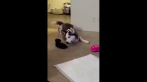 😻🐶Очень смешные моменты с кошками и собаками😻🐶Funny cats and dogs😻🐶№ 11