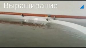 Выращивание Осетра Форели Сом и тд....УЗВ