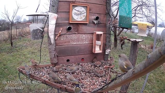 Первый снег на кормушке для птиц 19ноября 2021 смотреть онлайн