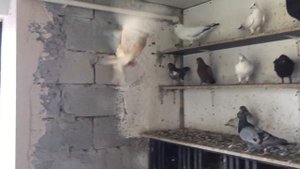 #Pigeons.Поилка для голубей и атака балобана.