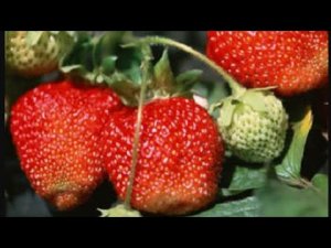 Уход за садовой клубникой. Мой опыт.