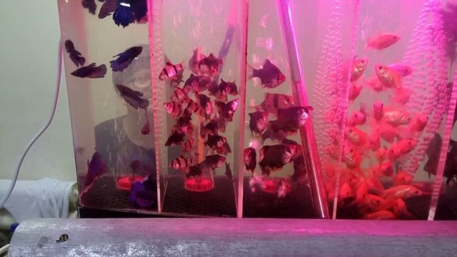 Птичий рынок в Казани ( на колхозном рынке ) 18.12.2022(воскресенье) 10:00, место 6. смотреть онлайн