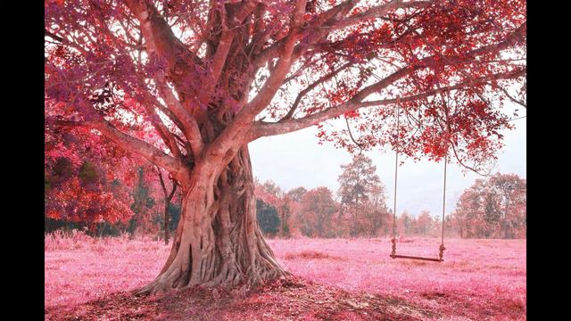 Чарующая мелодия наполняющая душу нежным трепетом и легкой грустью смотреть онлайн