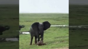Слониха родила слонёнка/ the elephant gave birth to an elephant