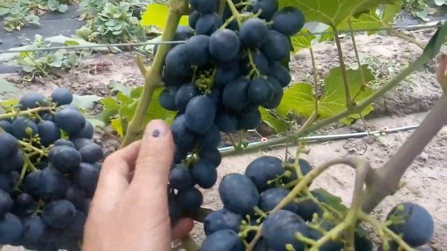 виноград 2018 шарада смотреть онлайн