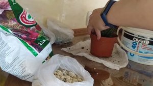 Пересадка суккулентов: кактусов и хавортии в гравий с добавлением грунта. Мой эксперимент