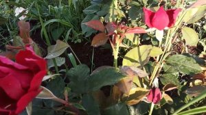 Розы Блю фо ю, Гранд аморе.