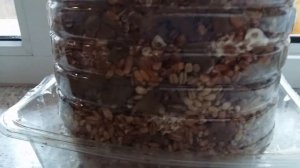 №8 ? Выращиваем Вешенку на Перловке с Бумагой Часть 8