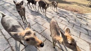 Посещение Оленьего парка в Японии? | Нара Парк | АСМР