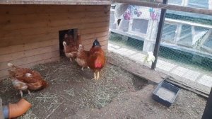 Игры для кур несушек зимой ? и яйца несут и настроение хорошее