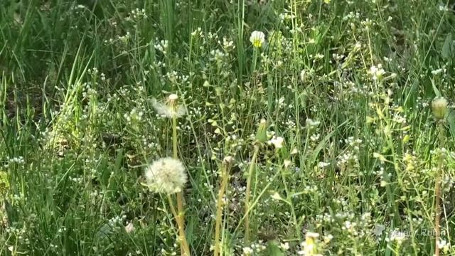 Песня одуванчики смотреть онлайн