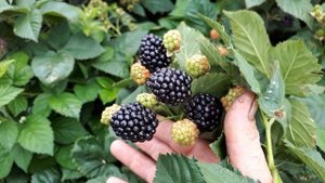 Ремонтантная ежевика Блек меджик. Обзор плодоношения.
