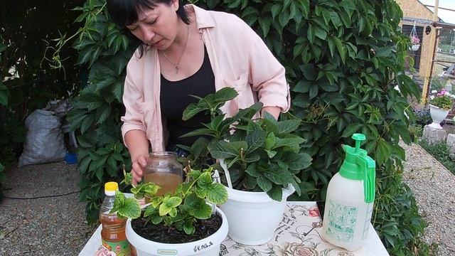 Хлороз у гортензии