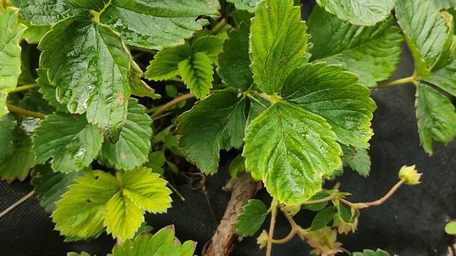 Собираю дачную клубнику, часть 1 смотреть онлайн