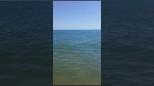 Дельфины чёрное море Витязево