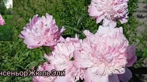 Пион Монсеньор Жюль Эли. Peony Monsieur Jules Elie. Цветение 2022#пионы #цветениепионов#цветоводств