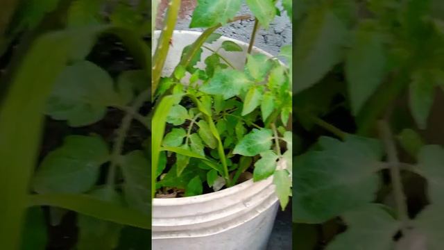 tomato plants and aloe vera 🌵 plant#culture #with#nature