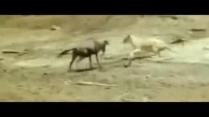 Сильный поедает слабого. Дикая природа. ТОП! Лучшие схватки животных!